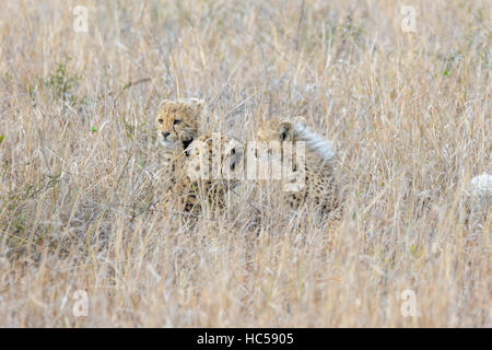 Gepard-Mutter mit ihren jungen Jungen (Acinonyx Jubatus) ruht das lange Gras der Savanne, Südafrika Stockfoto