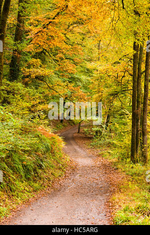 Verfolgen Sie aber einen herbstlichen Wald in der Nähe von Magna in den Exmoor National Park. Somerset. Stockfoto