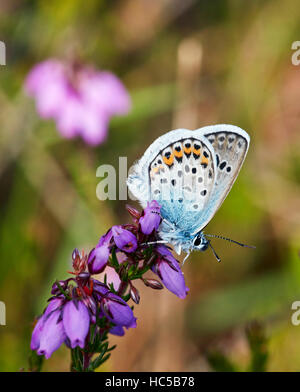 Silber besetzte blau auf Bell Heather. Fairmile Common, Esher, Surrey, England. Stockfoto