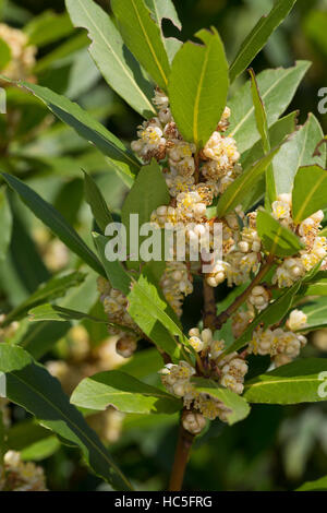 Lorbeerbaum, Lorbeer-Baum, Echter Lorbeer, Edel-Lorbeer, Lorbeerblatt, Lorbeerblätter, Laurus Nobilis, Lorbeerbaum, Sweet Bay Stockfoto