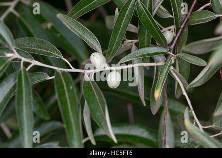 Frucht, Früchte, Öl-Weide, Elaeagnus Angustifolia, Schmalblättrige Ölweide, Elaeagnus Angustifolius, Ölweiden, russische Olive, Obst Stockfoto