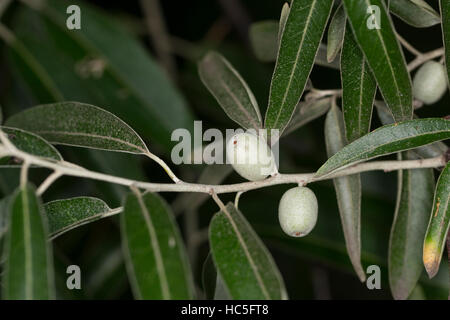 Frucht, Früchte, Öl-Weide, Elaeagnus Angustifolia, Schmalblättrige Ölweide, Elaeagnus Angustifolius, Ölweiden, russische Olive, Obst Stockfoto