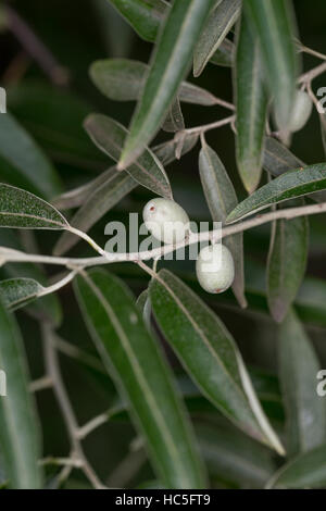 Frucht, Früchte, Öl-Weide, Elaeagnus Angustifolia, Schmalblättrige Ölweide, Elaeagnus Angustifolius, Ölweiden, russische Olive, Obst Stockfoto