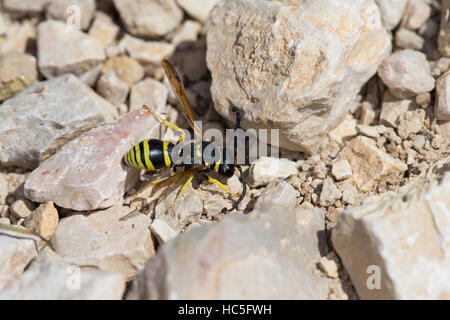 Schornsteinwespe, Normarbeit-Wespe, Odynerus Consobrinus, Mason Wespe, Potter Wespe, Mason Wespen, Potter Wespen, Lehmwespe, Lehmwespen, Eumenidae Stockfoto