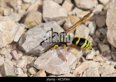 Schornsteinwespe, Normarbeit-Wespe, Odynerus Consobrinus, Mason Wespe, Potter Wespe, Mason Wespen, Potter Wespen, Lehmwespe, Lehmwespen, Eumenidae Stockfoto