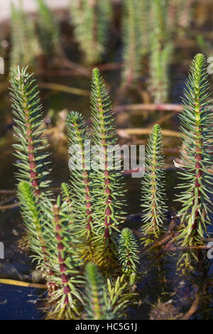 Tannenwedel, Tannen-Wedel, Gewöhnlicher Tannenwedel, Hippuris Vulgaris, gemeinsame Mare Tail, Stutenmilch Schweif, la Pesse Vulgaire Stockfoto