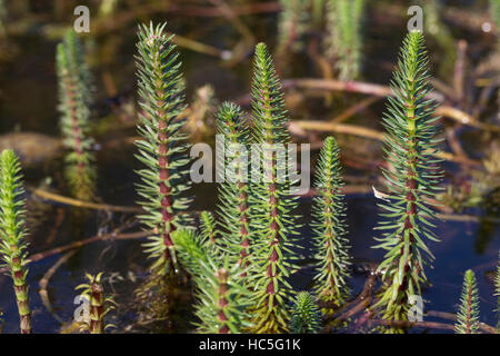 Tannenwedel, Tannen-Wedel, Gewöhnlicher Tannenwedel, Hippuris Vulgaris, gemeinsame Mare Tail, Stutenmilch Schweif, la Pesse Vulgaire Stockfoto