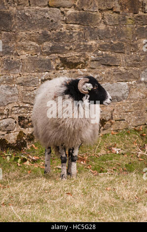 Mit wolliges Fell und geschwungene Hörner, eine Swaledale Schafen in einem Bauernhof Feld sucht nach rechts - West Yorkshire, England. Stockfoto