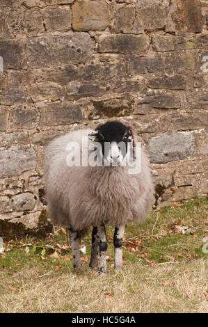 Mit wolliges Fell und geschwungene Hörner, eine Swaledale Schafen in einem Feld-Hof, starrt in die Kamera - West Yorkshire, England. Stockfoto