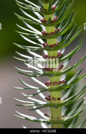 Tannenwedel, Tannen-Wedel, Gewöhnlicher Tannenwedel, Blüte, Blüten, Blühend, Hippuris Vulgaris, gemeinsame Mare Tail, Stutenmilch Schweif, la Pesse Vulgaire Stockfoto
