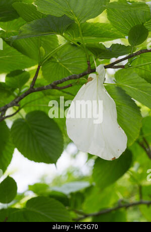 Taschentuchbaum, Taschentuch-Baum, Taubenbaum, großes Weißes Hochblatt, Davidia Involucrata, Davidia Involucrata var. Vilmoriniana, Taschentuchbaum handker Stockfoto