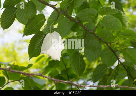 Taschentuchbaum, Taschentuch-Baum, Taubenbaum, großes Weißes Hochblatt, Davidia Involucrata, Davidia Involucrata var. Vilmoriniana, Taschentuchbaum handker Stockfoto