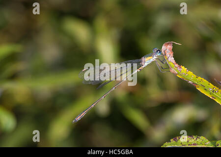 Gemeine Weidenjungfer, Männchen, Chalcolestes Viridis, Lestes Viridis, Willow Emerald Damselfly, Männlich, Binsenjungfer Stockfoto