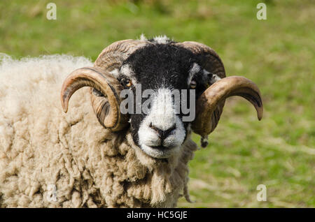 Mit wolliges Fell und geschwungene Hörner, eine Swaledale Schafen in einem Feld-Hof, starrt in die Kamera - North Yorkshire, England. Stockfoto