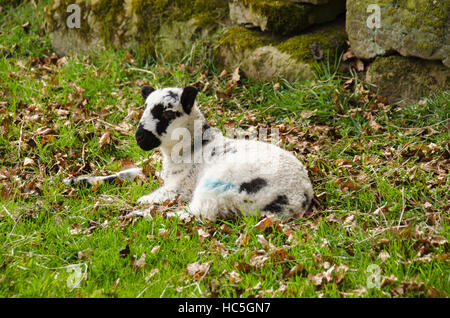 Im Frühling, klein, niedlich, Swaledale Lamm, liegend allein im Gras, in der Nähe von Steinmauer, auf dem Bauernhof Feld, (entspannend & beobachten) - Yorkshire Dales, England Großbritannien. Stockfoto