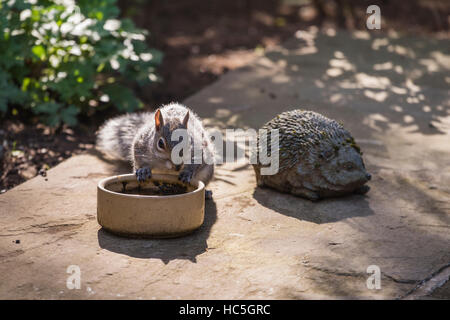 In der Nähe von sonnigen graue Eichhörnchen Trinkwasser aus einer Schüssel neben einem dekorativen Igel - Terrasse mit privatem Garten, West Yorkshire, England, UK. Stockfoto