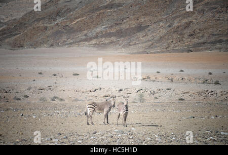 zwei Zebras in Afrika Stockfoto