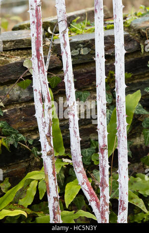 Weißes Pulver Mäntel ergibt sich der Winter von der ornamentalen Brombeere, Rubus cockburnianus Stockfoto