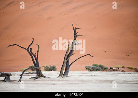 Trockene Bäume gegen die roten Dünen im Deadvlei, Sossusvlei. Namib-Naukluft-Nationalpark, Namibia, Afrika Stockfoto