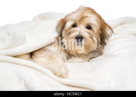 Niedlichen rötlicher Bichon Havaneser Welpen Hund liegt auf einem weißen Bettdecke Stockfoto