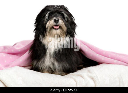 Niedliche Smilling Havaneser Hund in einem Bett sitzt und mit Blick auf Kamera Stockfoto
