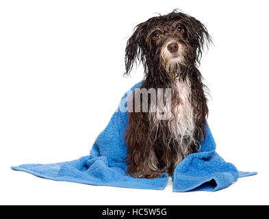 Nassen dunklen Schokolade Havaneser Hund nach dem Bad mit einem blauen Handtuch Stockfoto