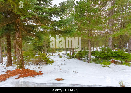 Schöne Winterlandschaft in verschneiter Landschaft am Bergwald in Griechenland Stockfoto