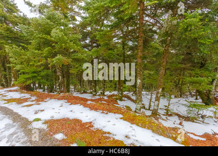 Schöne Winterlandschaft in verschneiter Landschaft am Bergwald in Griechenland Stockfoto