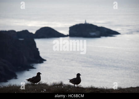 Great Skua, Stercorarious Skua, ein paar blicken auf die nördliche Spitze des Hermaness und Muckle Flugga Leuchtturm, Unst, Shetland die nördlichste po Stockfoto