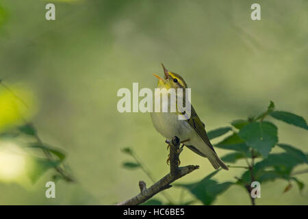 Wood Warbler Phylloscopus Sibilatrix in Song in Eichenwälder in der Nähe von Pitlochry Schottland Frühling Stockfoto