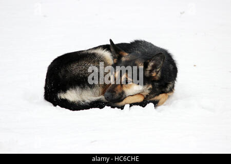 streunender Hund liegt auf dem Schnee im Winter zusammengerollt. Stockfoto