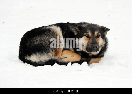 streunender Hund liegt auf dem Schnee im Winter zusammengerollt. Stockfoto