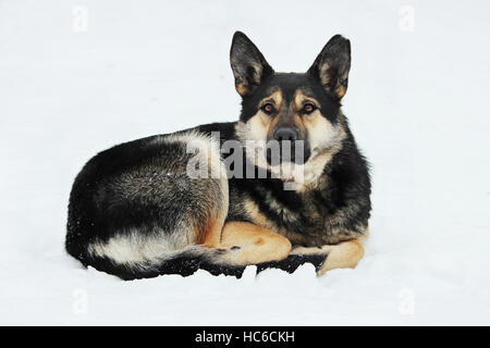 streunender Hund liegt auf dem Schnee im Winter zusammengerollt. Stockfoto