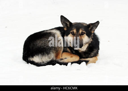 streunender Hund liegt auf dem Schnee im Winter zusammengerollt. Stockfoto