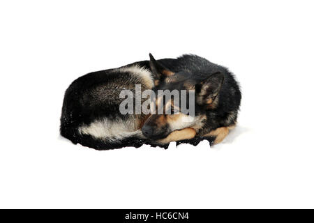 streunender Hund liegt auf dem Schnee im Winter zusammengerollt. Stockfoto