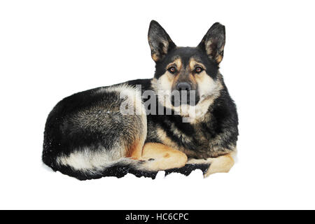 streunender Hund liegt auf dem Schnee im Winter zusammengerollt. Stockfoto