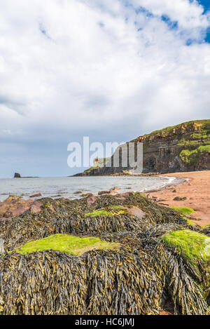 Seetang bedeckt Felsen in den Vordergrund und schwarz Nab gegen Bay, Yorkshire, England UK Stockfoto