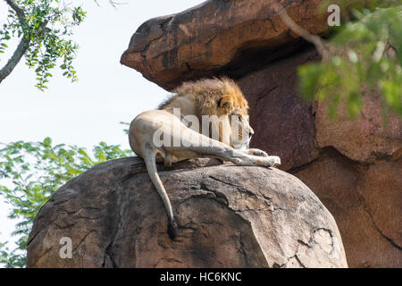 Männlicher Löwe Verlegung auf einem Felsen Stockfoto