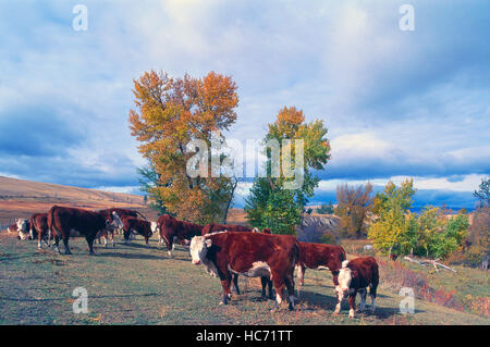 Kleine Herde von Hereford-Rinder / Kühe und Färsen stehen auf einer Weide und Blick in die Kamera Stockfoto