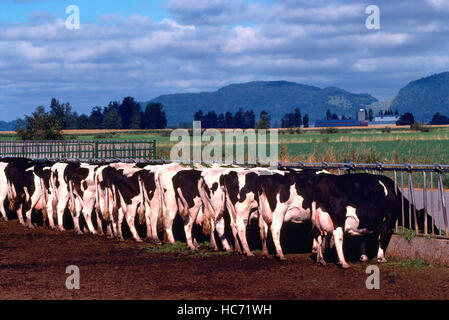 Holstein-Rinder / Kühe füttern im Trog auf Fraser Valley Farm, Britisch-Kolumbien, Kanada - Milchvieh-Rasse Stockfoto