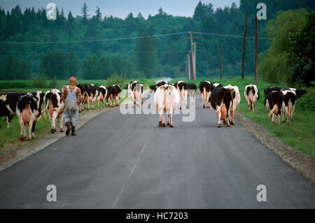 Kleine Herde von Holstein-Rinder / Kühe zu Fuß entlang der Landstraße, auf den Heimweg um zu melkenden - Milchvieh-Rasse Stockfoto
