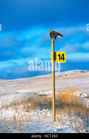 Eisenhaltiger Falke thront auf einem Pfosten, Chilcotin Region, BC, Britisch-Kolumbien, Kanada - North American Vogel / Vögel Stockfoto