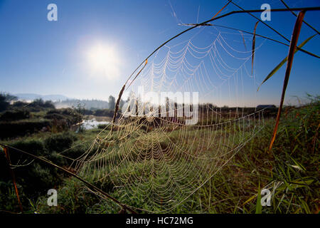 Spinnennetz im frühen Morgentau in einer ländlichen Landschaft bedeckt Stockfoto