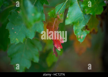 Zweig einer Eiche mit ein einzelnes Blatt Farbe im Herbst drehen. Stockfoto