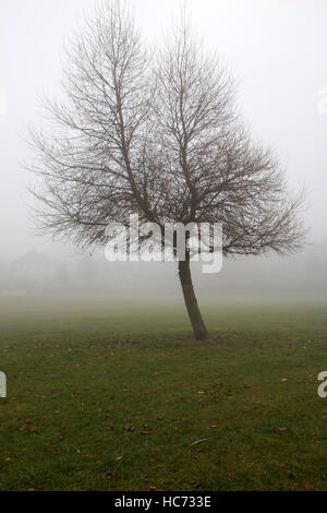 Ein nebliger Tag am Riverside Park Southampton, die neben dem Fluss Itchen läuft, die durch den Nebel nicht im Bild sichtbar ist Stockfoto