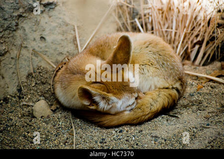 Fennec Fox ein Nickerchen Stockfoto