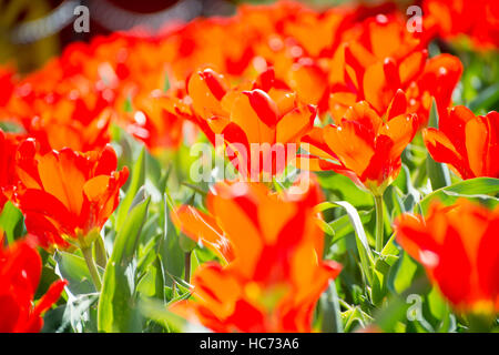 Nahaufnahme eines blühenden roten Tulpen Stockfoto