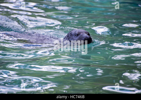 Harbor Seal Henry Vilas Zoo auftauchen Stockfoto