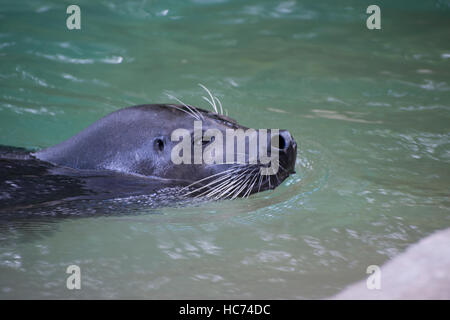 Abdichtung an Henry Vilas Zoo auftauchen Stockfoto