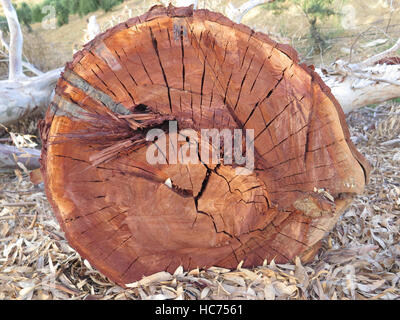 Eukalyptus-Baumstamm auf Land in Andalusien Stockfoto